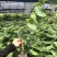 紫色释迦果苗新品红皮释迦果苗紫皮白肉包邮