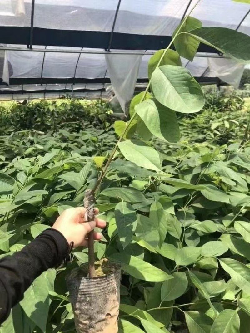 紫色释迦果苗新品红皮释迦果苗紫皮白肉包邮