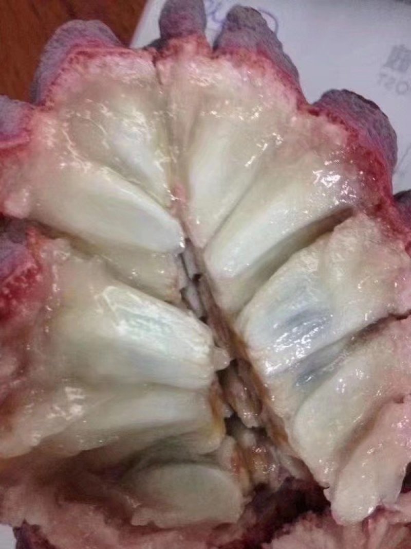 紫色释迦果苗新品红皮释迦果苗紫皮白肉包邮