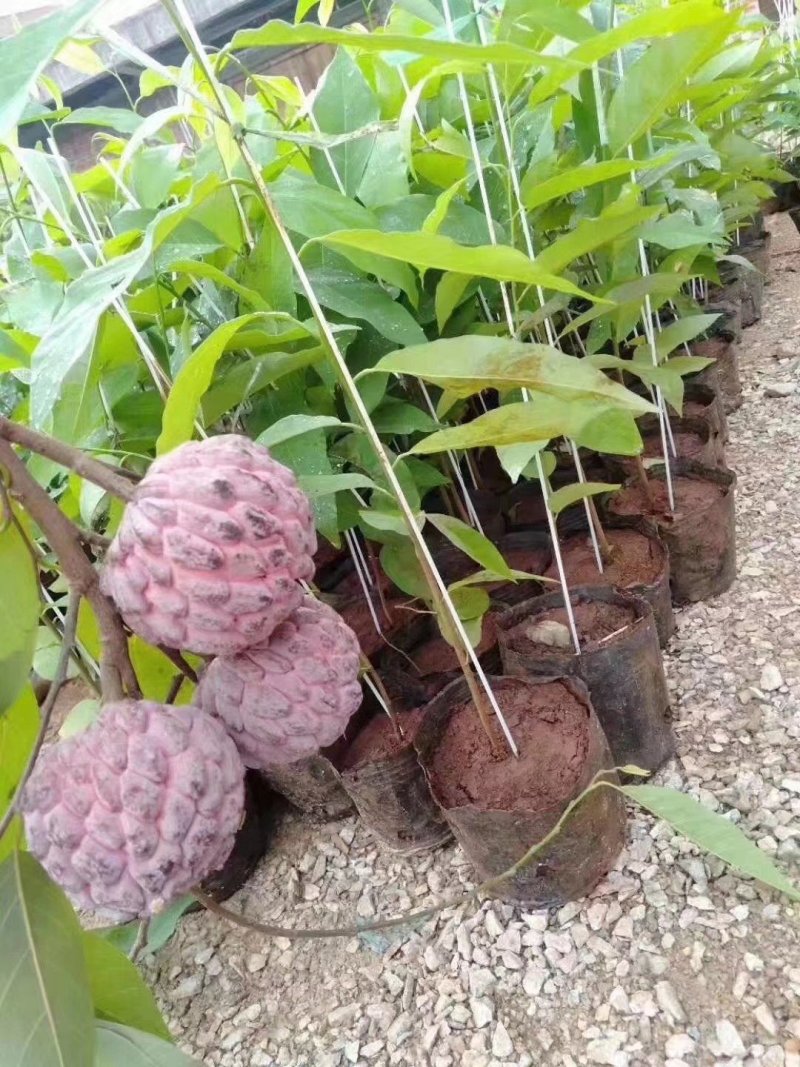 紫色释迦果苗新品红皮释迦果苗紫皮白肉包邮
