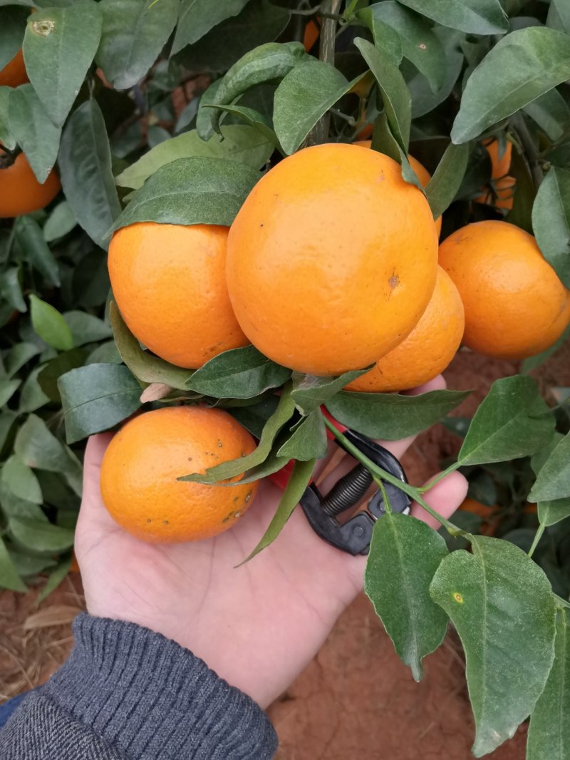 沃杆