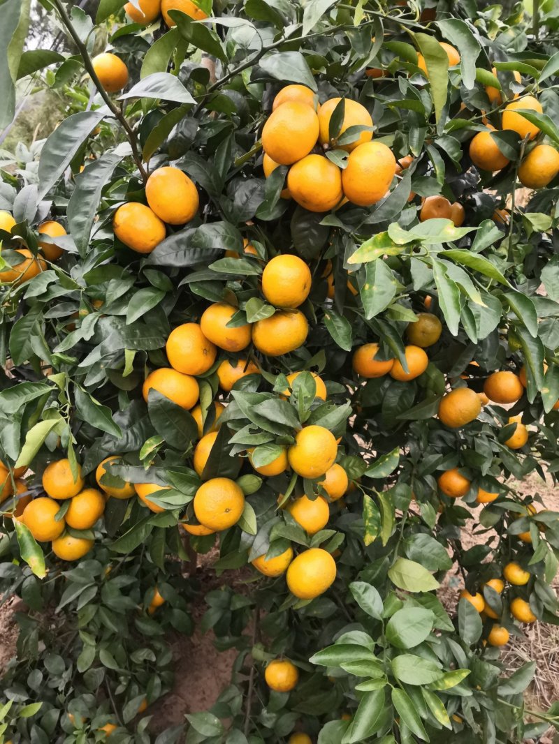 沃杆