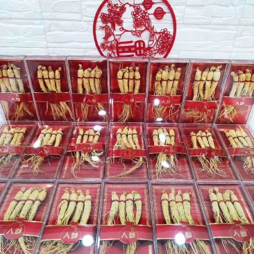 红包人参礼盒可装林下参，园参一盒四支装，