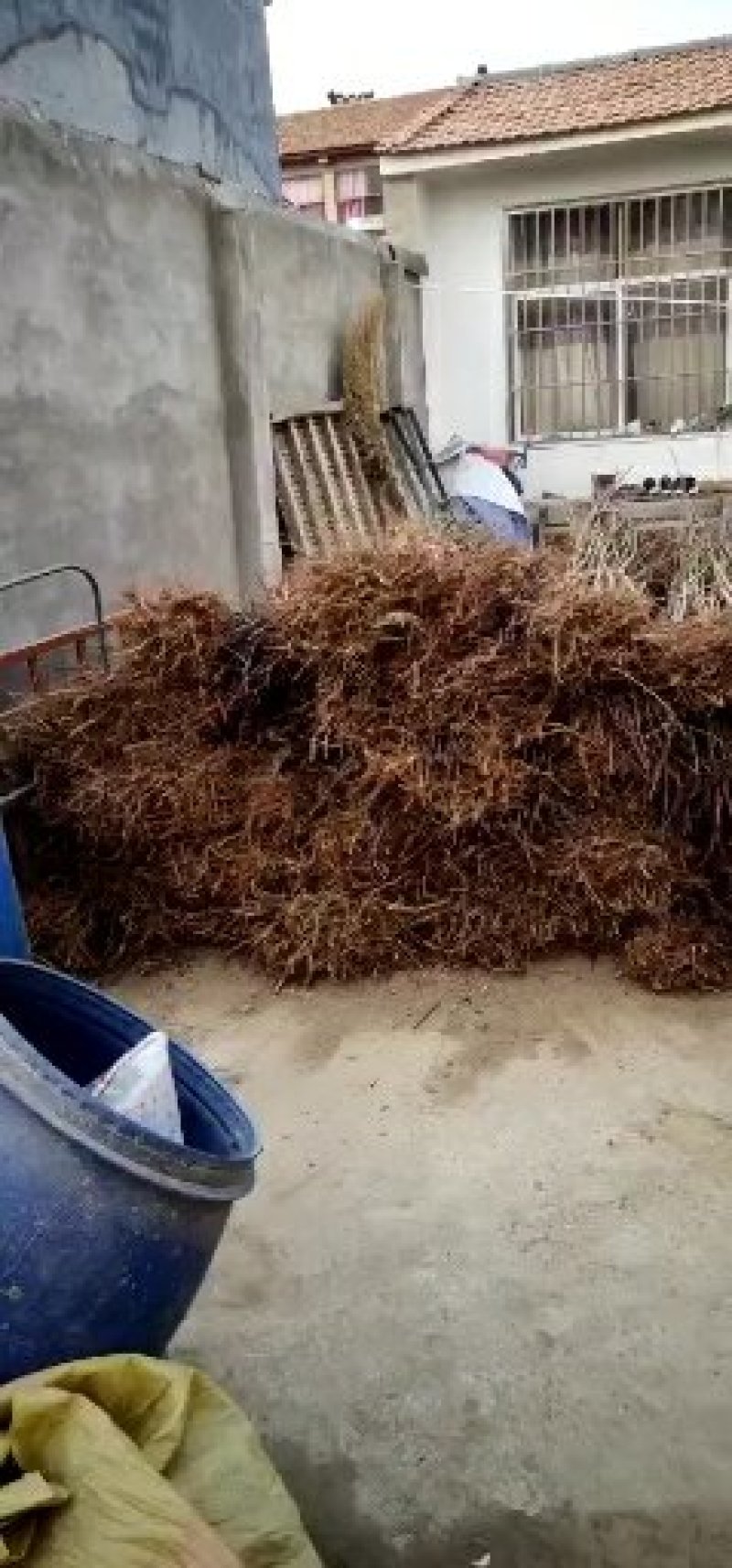 【好货推荐】毛桃苗实生苗占地用苗桃苗2公分桃苗