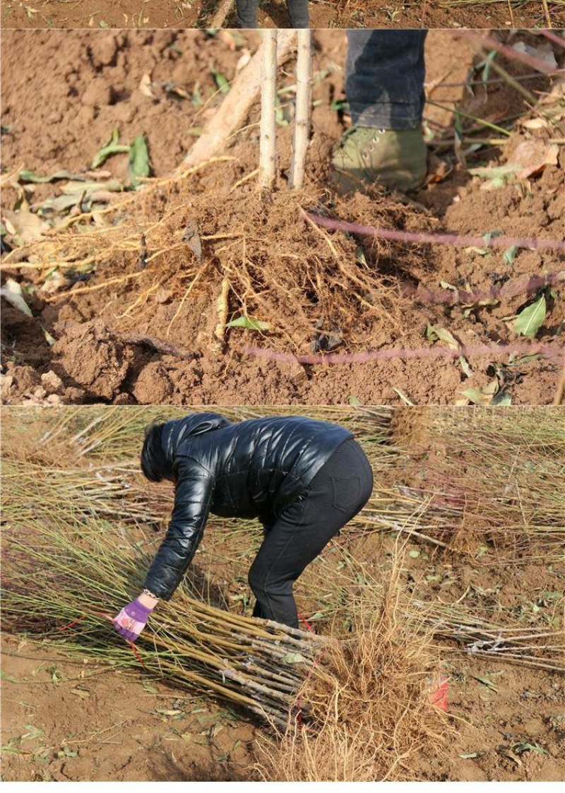 【好货推荐】毛桃苗实生苗占地用苗桃苗2公分桃苗