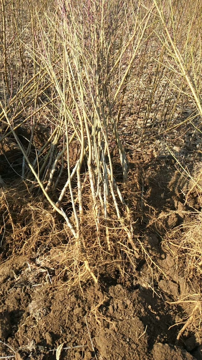 【好货推荐】毛桃苗实生苗占地用苗桃苗2公分桃苗