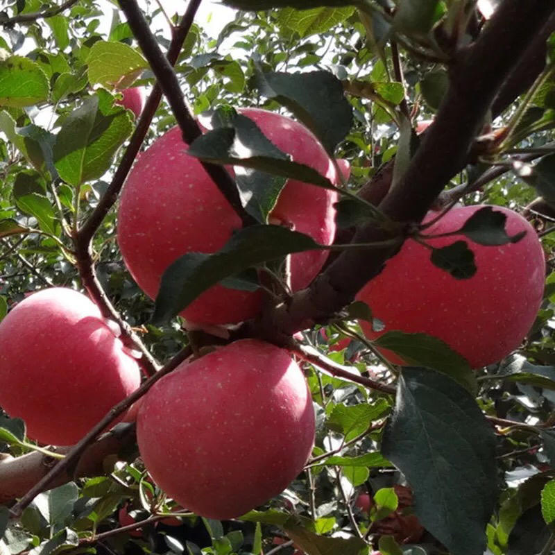 新品种元富红苹果苗嫁接苗特早熟南北方种植当年结果