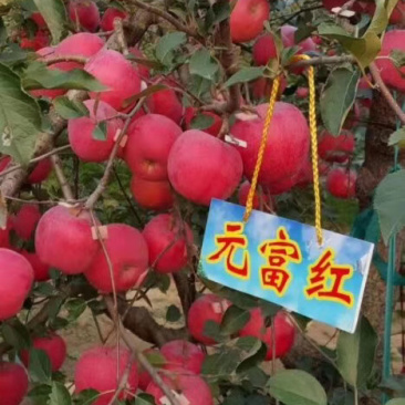 新品种元富红苹果苗嫁接苗特早熟南北方种植当年结果