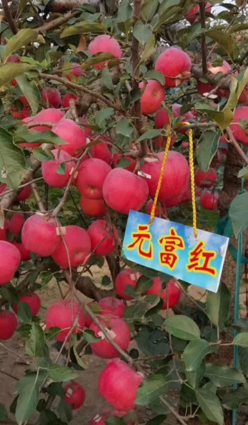 新品种巨型红富士苹果苗含糖量18-20果实重1050克