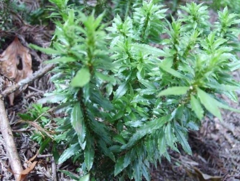 蛇足石杉中药材还阳草，还魂草，色子草