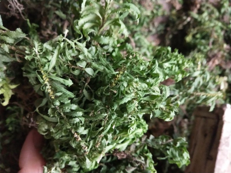 蛇足石杉中药材还阳草，还魂草，色子草