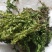 蛇足石杉中药材还阳草，还魂草，色子草