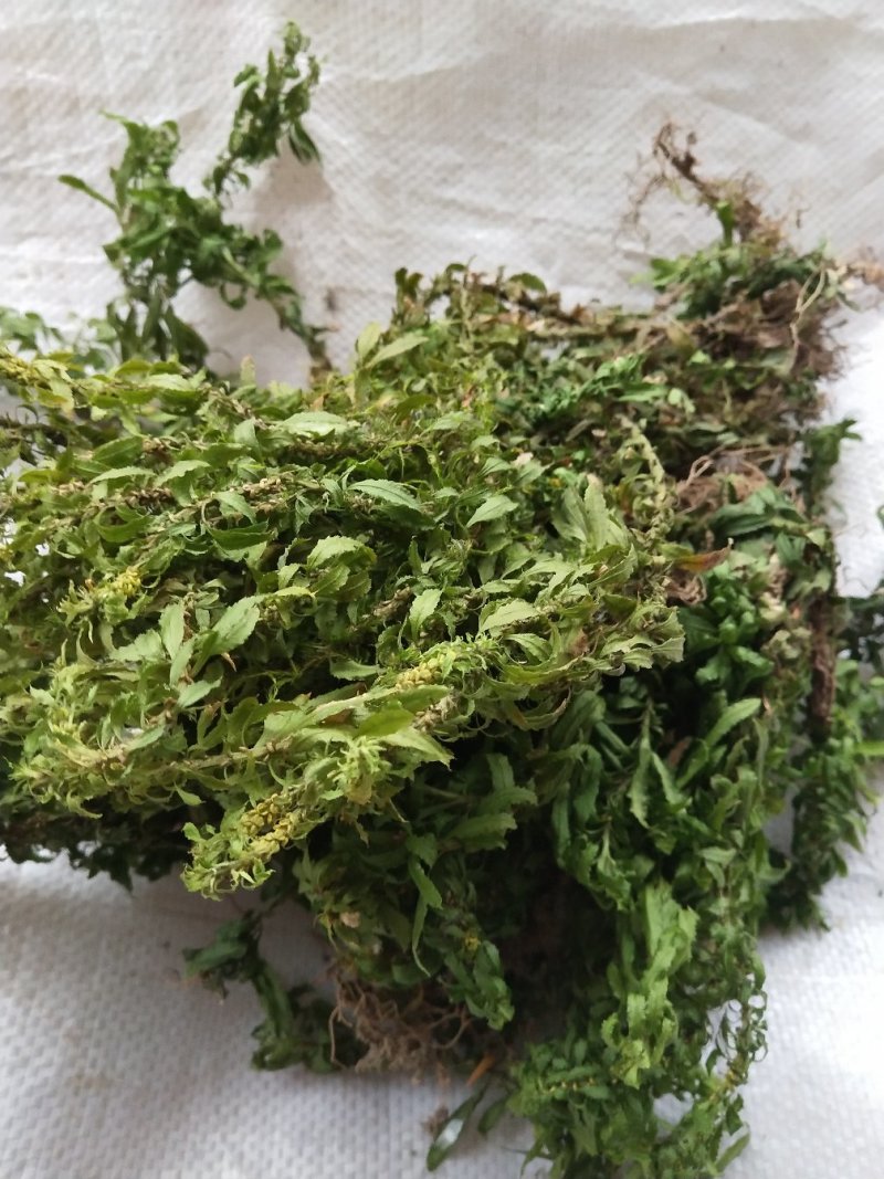 蛇足石杉中药材还阳草，还魂草，色子草