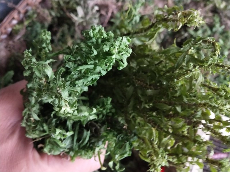 蛇足石杉中药材还阳草，还魂草，色子草