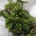 蛇足石杉中药材还阳草，还魂草，色子草