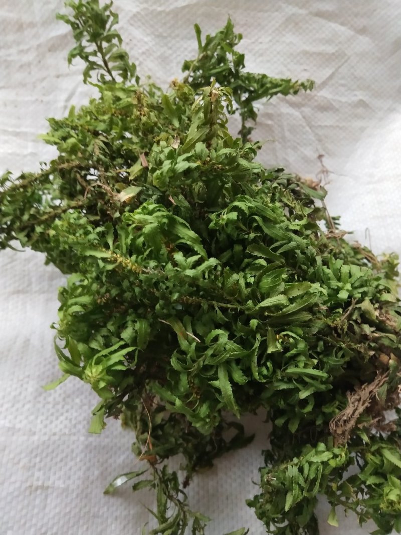 蛇足石杉中药材还阳草，还魂草，色子草