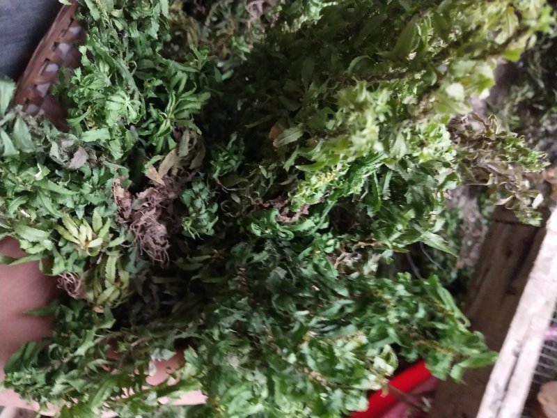 蛇足石杉中药材还阳草，还魂草，色子草
