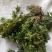 蛇足石杉中药材还阳草，还魂草，色子草