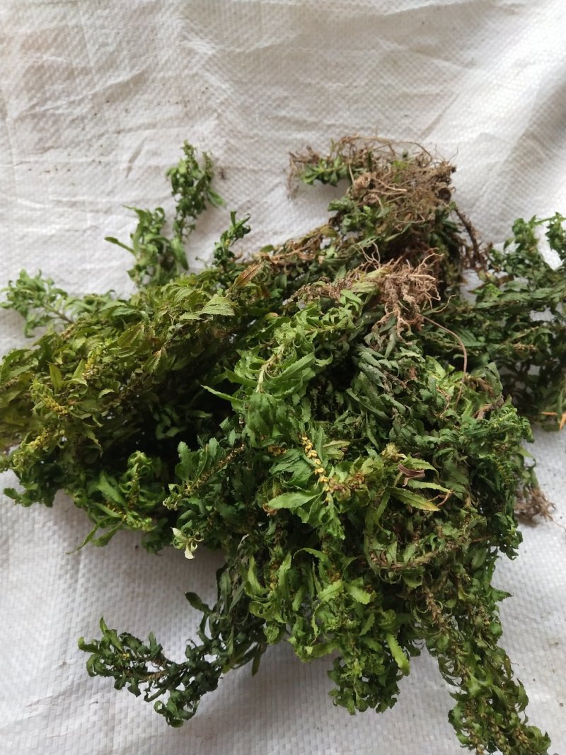 蛇足石杉中药材还阳草，还魂草，色子草