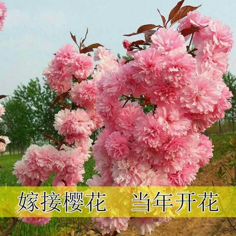 樱花树苗樱花苗南方北方种植四季地栽盆栽庭院樱花树苗樱花苗