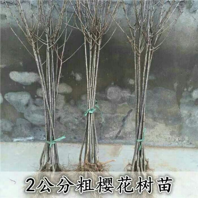 樱花树苗樱花苗南方北方种植四季地栽盆栽庭院樱花树苗樱花苗