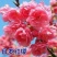 樱花树苗樱花苗南方北方种植四季地栽盆栽庭院樱花树苗樱花苗