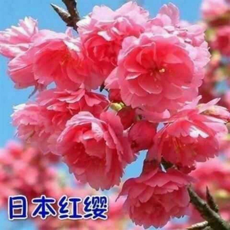 樱花树苗樱花苗南方北方种植四季地栽盆栽庭院樱花树苗樱花苗