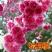 樱花树苗樱花苗南方北方种植四季地栽盆栽庭院樱花树苗樱花苗