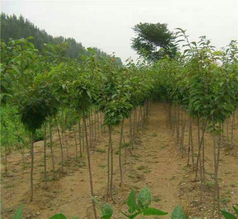 樱花树苗樱花苗南方北方种植四季地栽盆栽庭院樱花树苗樱花苗