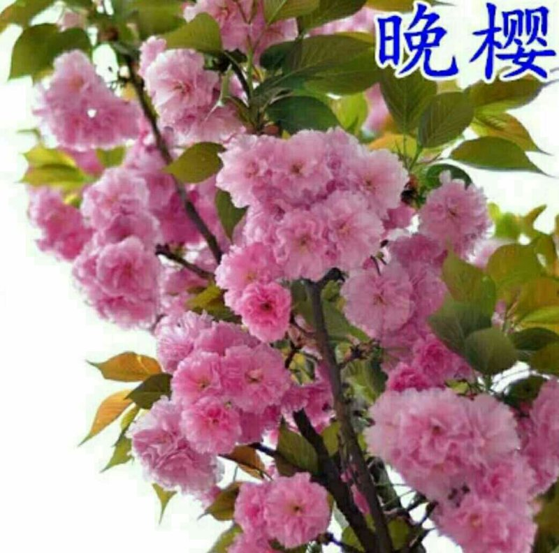 樱花树苗樱花苗南方北方种植四季地栽盆栽庭院樱花树苗樱花苗