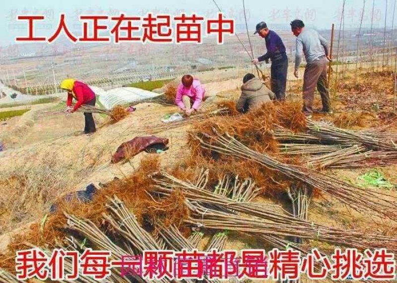 樱花树苗樱花苗南方北方种植四季地栽盆栽庭院樱花树苗樱花苗