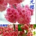 樱花树苗樱花苗南方北方种植四季地栽盆栽庭院樱花树苗樱花苗