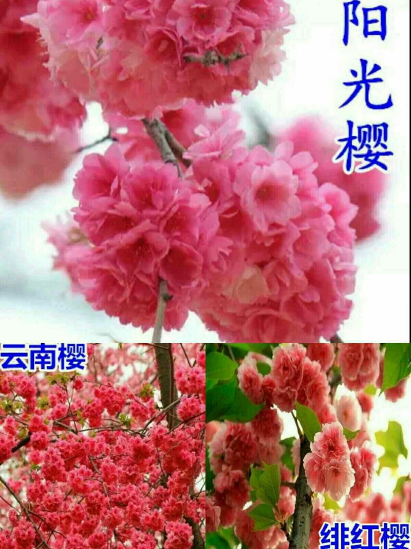 樱花树苗樱花苗南方北方种植四季地栽盆栽庭院樱花树苗樱花苗