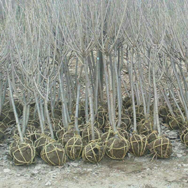 樱花树苗樱花苗南方北方种植四季地栽盆栽庭院樱花树苗樱花苗