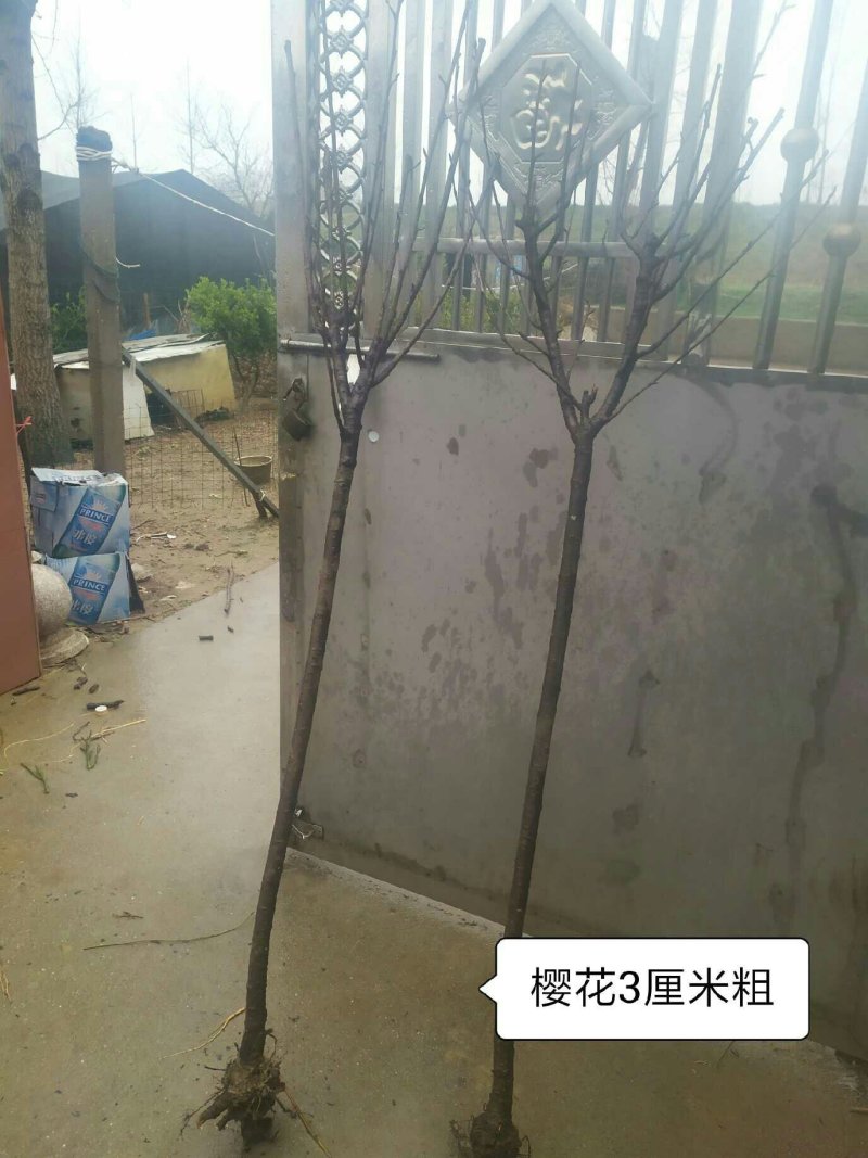 樱花树苗樱花苗南方北方种植四季地栽盆栽庭院樱花树苗樱花苗