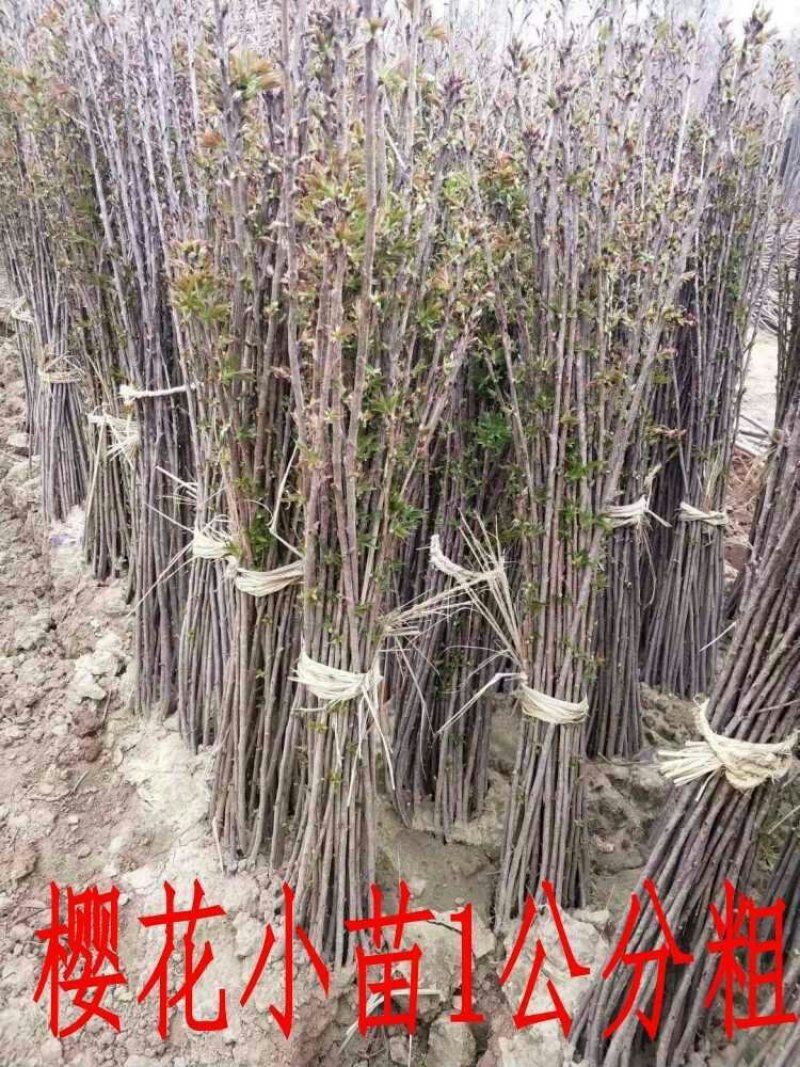 樱花树苗樱花苗南方北方种植四季地栽盆栽庭院樱花树苗樱花苗