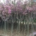 樱花树苗樱花苗南方北方种植四季地栽盆栽庭院樱花树苗樱花苗