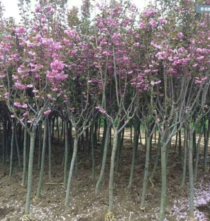 樱花树苗樱花苗南方北方种植四季地栽盆栽庭院樱花树苗樱花苗