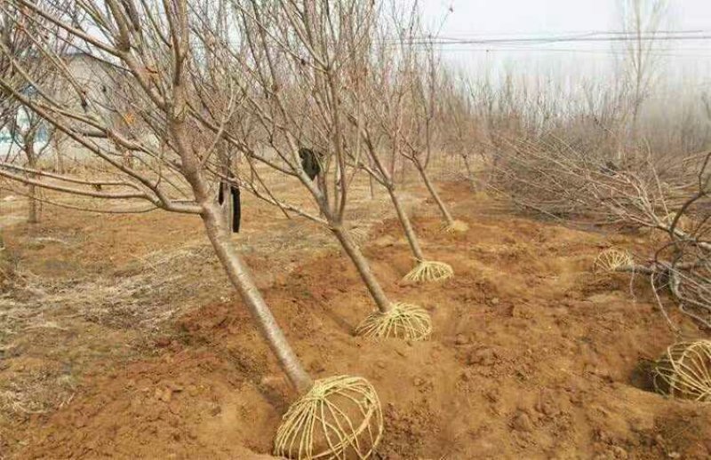 樱花树苗樱花苗南方北方种植四季地栽盆栽庭院樱花树苗樱花苗