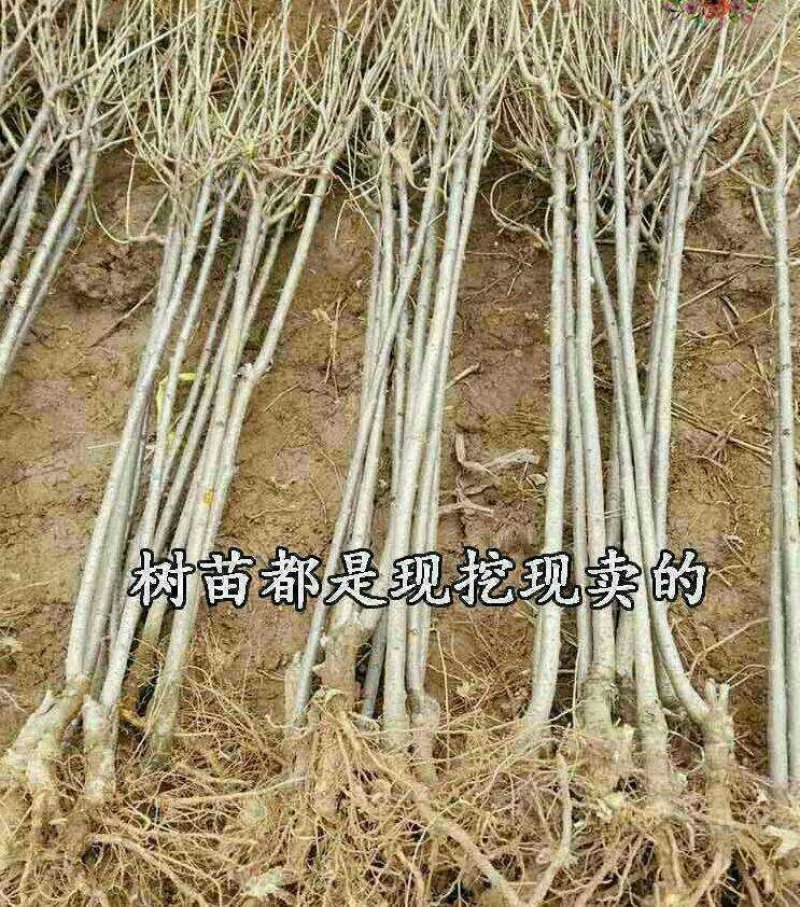 樱花树苗樱花苗南方北方种植四季地栽盆栽庭院樱花树苗樱花苗