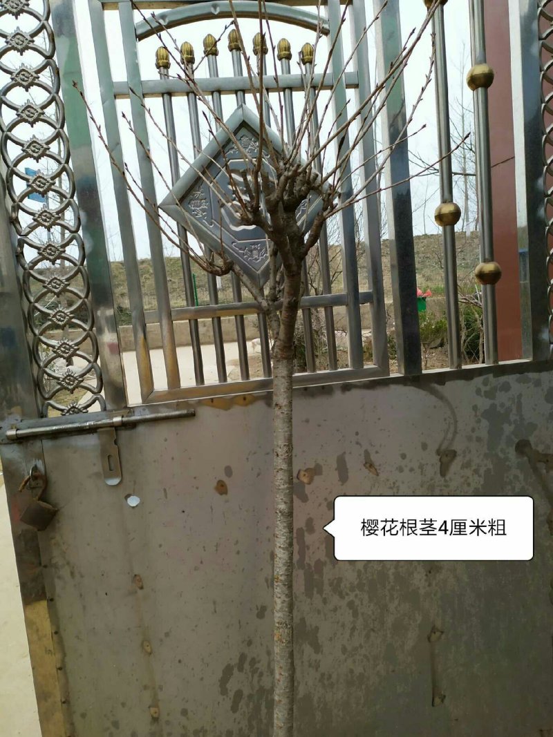 樱花树苗樱花苗南方北方种植四季地栽盆栽庭院樱花树苗樱花苗