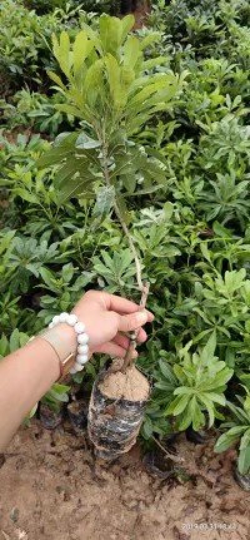 东魁杨梅苗紫色大杨梅苗大白梅苗包邮包售后