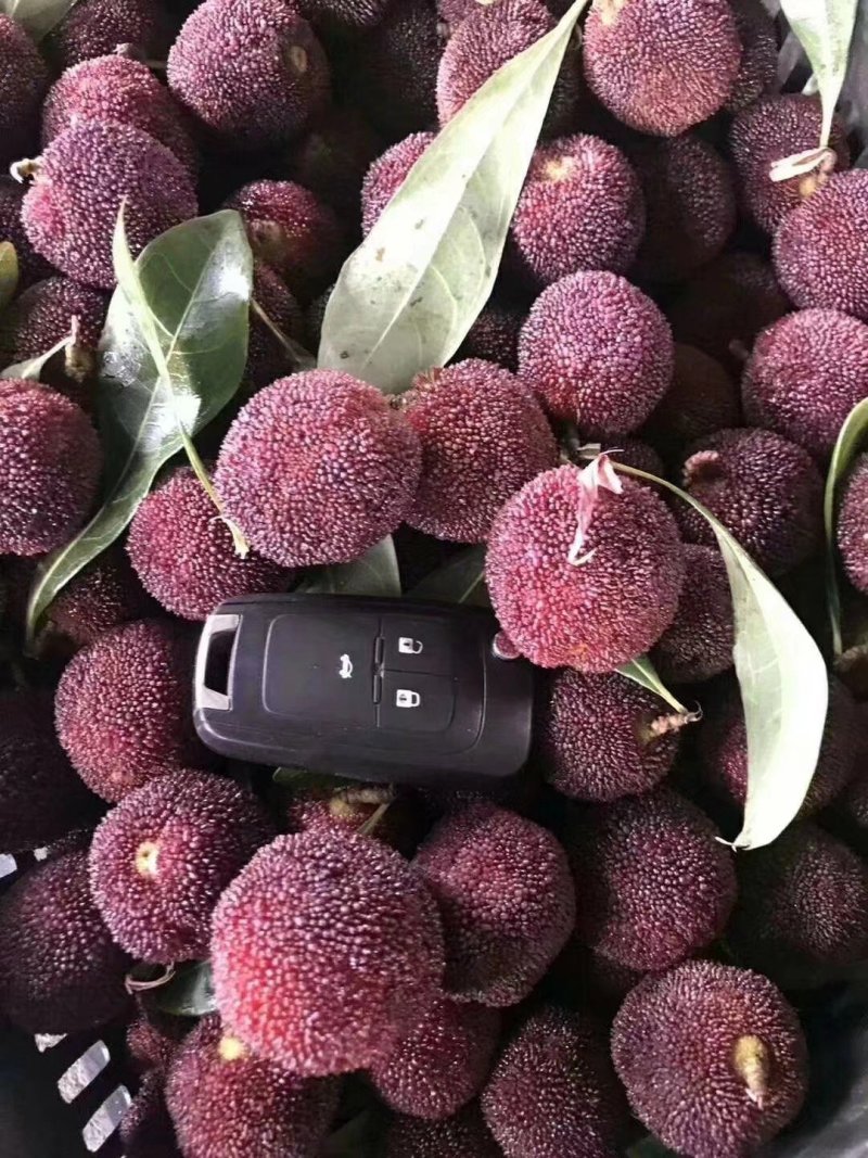 东魁杨梅苗紫色大杨梅苗大白梅苗包邮包售后