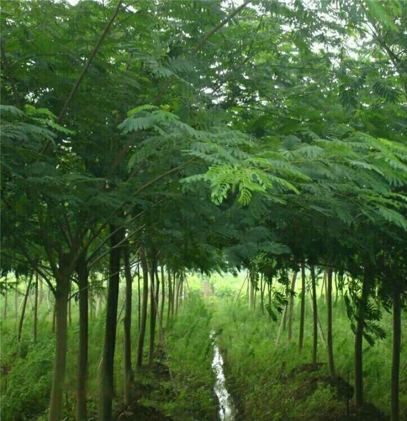 合欢树苗庭院绿化别墅种植地栽盆栽当年开花