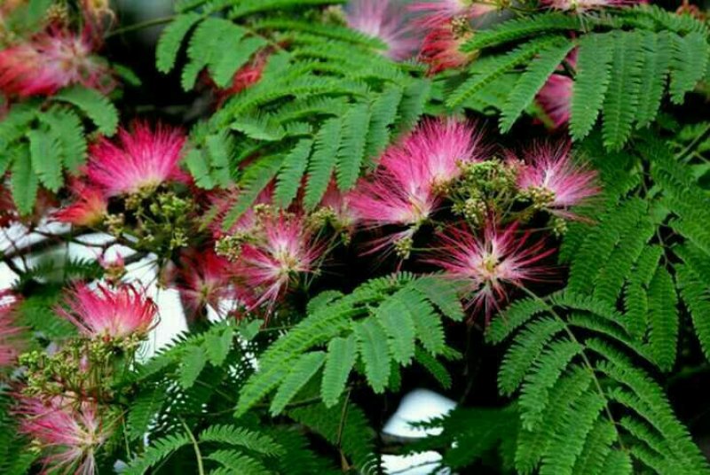 合欢树苗庭院绿化别墅种植地栽盆栽当年开花