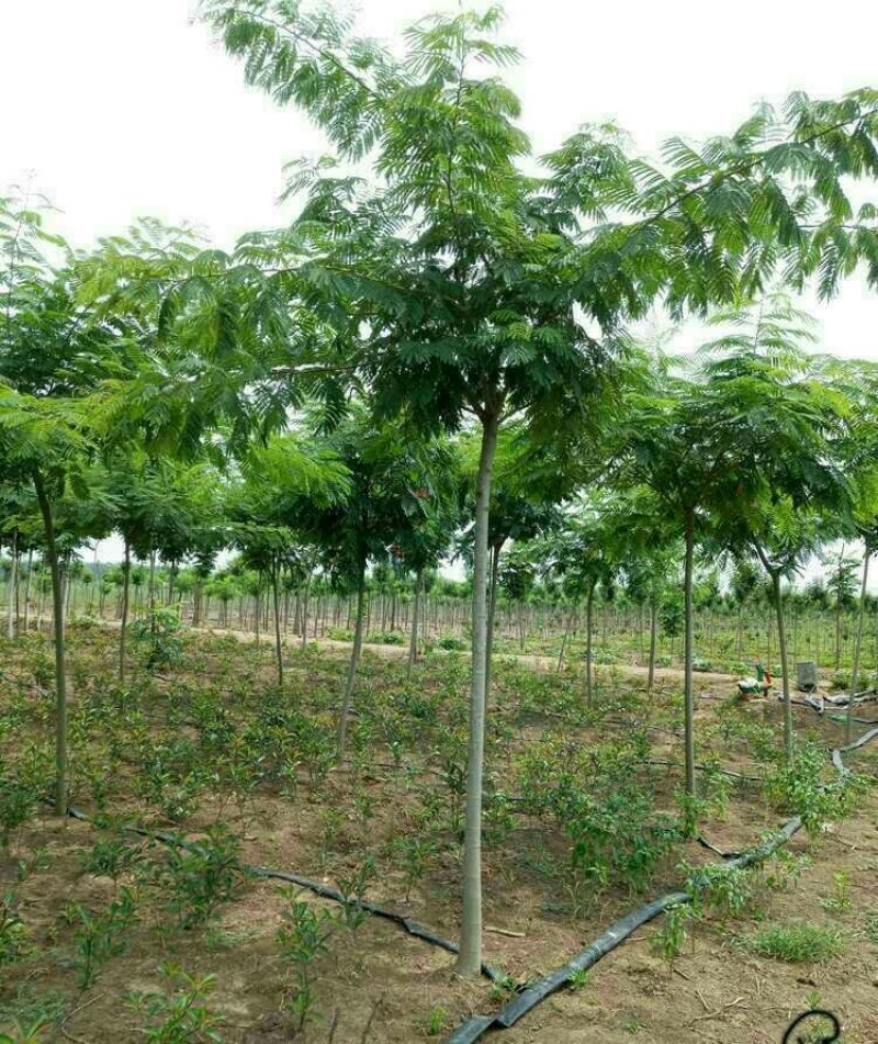合欢树苗庭院绿化别墅种植地栽盆栽当年开花
