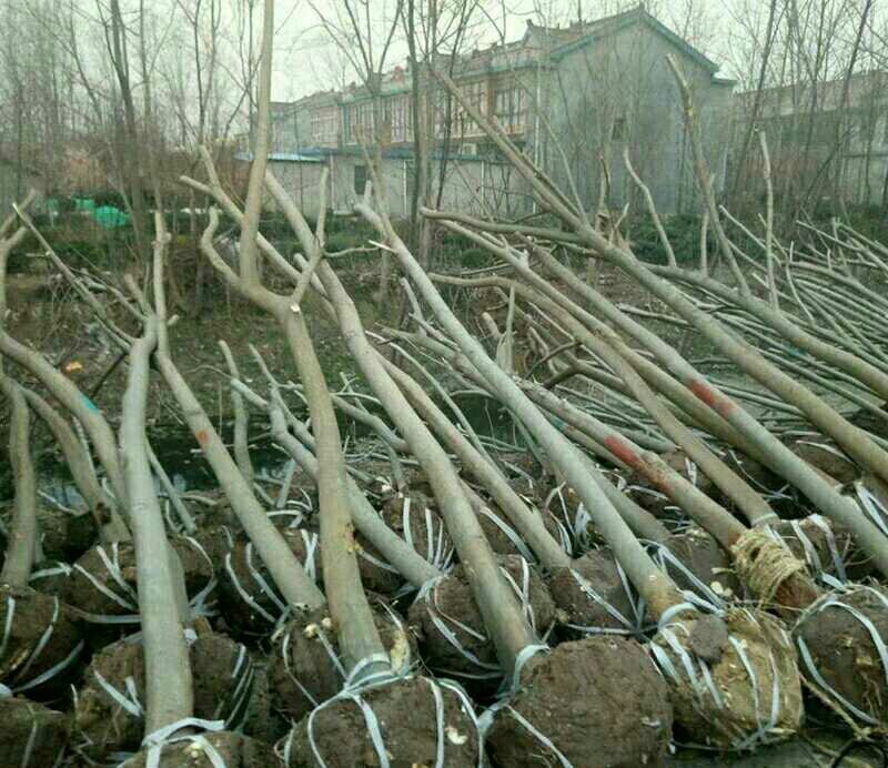 合欢树苗庭院绿化别墅种植地栽盆栽当年开花