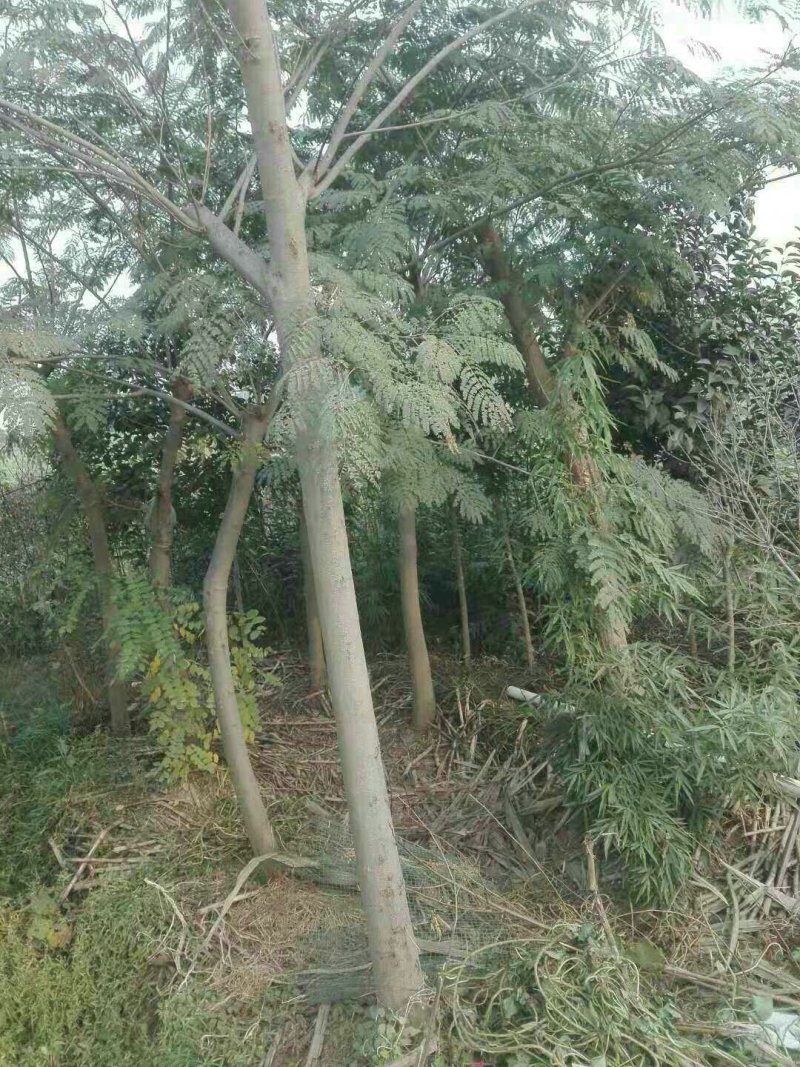 合欢树苗庭院绿化别墅种植地栽盆栽当年开花