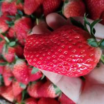 新鲜草莓2斤包邮农家自种新鲜牛奶草莓现摘当季奶莓