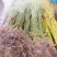 青垂柳小苗高度80-100公分包邮1元一颗